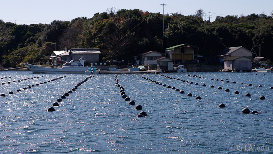 日本英虞湾是 Akoya 珍珠養殖場最重要的地點之一
